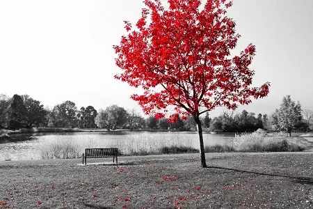 Baum mit Parkbank